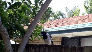 Pied Butcher Bird calls [upl. by Power]