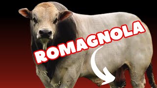 Romagnola Cattle Breed [upl. by Aluor]