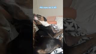 Cute dogs puppy funny dogeyes cutepet dogface cutepuppy dogsofyoutube dailydog dailydoglife [upl. by Bruning]