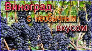 ПОЧЕМУ сорт винограда ГУРЗУФСКИЙ РОЗОВЫЙ подходит не только для еды но и вина [upl. by Kamila269]