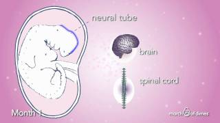 How Your Baby Grows Month 1 [upl. by Banky563]