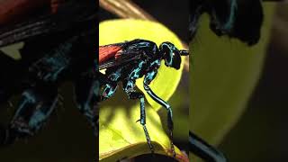 Tarantula Hawk learn tarantulahawk costarica wildlife education [upl. by Longley]