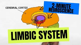 2Minute Neuroscience Limbic System [upl. by Athalee]