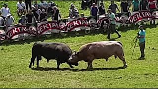 Borba bikova  koride  soko vs golub  bh koride  cigoja  bosanske koride 8 [upl. by Gusty773]