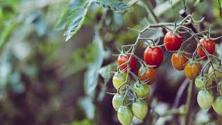 Lycopene Benefits Sources Dosage Side Effects and Interactions [upl. by Cadell]