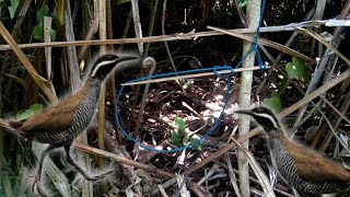 Easy Trap for Birds on the Ground  Barred Rail tikling in the Philippines  Neck Trap [upl. by Miharbi]