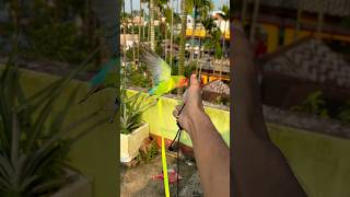 Love birds training🦜 Birds harness training birds parrot minivlog shortvideo shortvideo ￼ [upl. by Anitsyrhc]