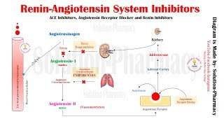 ReninAngiotensinAldosterone System RAA System  Made easy with a stepbystep explanation [upl. by Arlette]