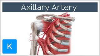 Axillary Artery  Location amp Branches  Human Anatomy  Kenhub [upl. by Assilam]