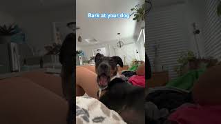 How did he react puppy brunothedog dogsdoingthings dogshorts dogslife dogsoftiktok dogs [upl. by Desdamona110]