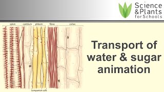 Transport in plant xylem amp phloem water amp sugar  animation 💧🍬 [upl. by Ekusoyr]