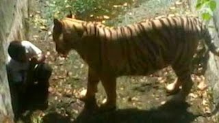 Youth Attacked By Tiger In Delhi Zoo [upl. by Neb327]