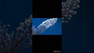 Beautiful blooming flower time lapse video timelapse 🌸🌸 [upl. by Doomham]