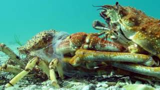 Insane Timelapse Footage of Molting Giant Spider Crab Blairgowrie Australia 2016 [upl. by Ahsata]