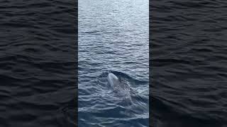 Kealakekua Bay Hawaii Surprise visit by friendly dolphins while on a cruise [upl. by Brianna]