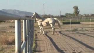 Heretic 1993 Trakehner broodmare by Kantor out of Habicht daughter [upl. by Yellac]