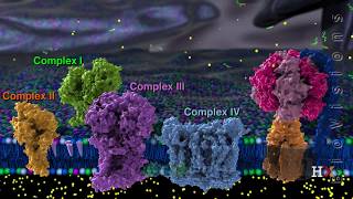 Cellular Respiration UPDATED [upl. by Lever]