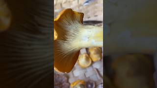 Cantharellus Formosus Mashrooms mushroomhunting shortvideo [upl. by Enyalaj]