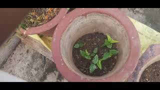 homemade plant part 2 Akhil and anas [upl. by Nidya]