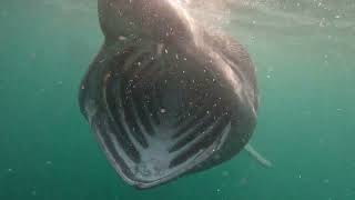 Basking Sharks  Ballinglanna Bay  11 May 2024 [upl. by Fanny]