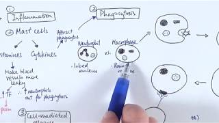 AS Biology  Immune response OVERVIEW OCR A Chapter 1256 [upl. by Akilam196]