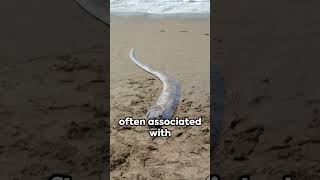 Unveiling the Oarfish The Enigmatic Real Sea Serpent [upl. by Lopes]