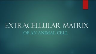 Extracellular Matrix  Animal cell [upl. by Yrret]