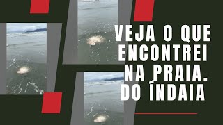 Veja o que encontramos hoje na Praia do Indaiá em Caraguatatuba [upl. by Assilem809]