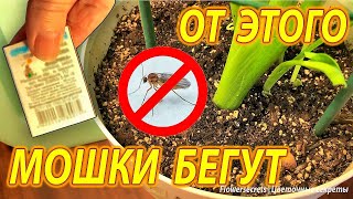 Я в Шоке Как я легко изгнала мошек из своих комнатных растений How I banished gnats from plants [upl. by Nnaitsirk]