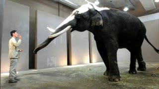 Elephant can imitate human speech researchers [upl. by Nellak365]