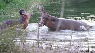 Hippo Bulls Fight to the Death  Backcountry Africa [upl. by Nariko]