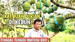 IKAT BUAH DURIAN DI KEBUN  LANGKAH PASTI [upl. by Jarita]