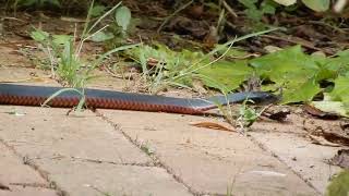 redbellied black snake [upl. by Esele341]