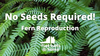 No Seeds Required  Fern Reproduction [upl. by Drusi]