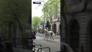 Escaped Horses Gallop Through Busy Central London [upl. by Ledniahs488]