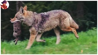 15 Despiadados Momentos De Caza De Coyotes En Libertad [upl. by Artimas]