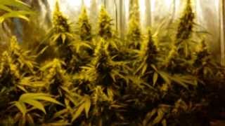 Perpetual 4x2 Grow Tent  Ep7 Day 43 Flowering  Blowing UP [upl. by Dnar515]