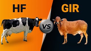 Hf vs Gir Cow [upl. by Nauq]