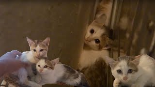 How to socialize feral kittens Journey of taming fearful feral cats becoming friendly resident cats [upl. by Ennywg589]