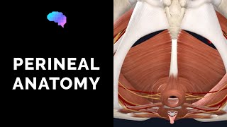 Anatomy of the Perineum 3D tutorial  UKMLA  CPSA [upl. by Saraiya]