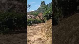 Wild elephant in Kanthalloor Kerala South India wildanimals elephants elephantvideo [upl. by Ahselat]