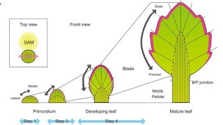 BSc PartII PaperIII Leaf Origin and Development by Arvind Gaur [upl. by Bagger]