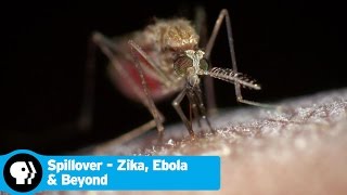 SPILLOVER  ZIKA EBOLA amp BEYOND  Trailer  PBS [upl. by Ezra]