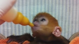 Rare baby monkey Leaf monkey fed by zookeepers at Sydneys Taronga Zoo [upl. by Assyla]