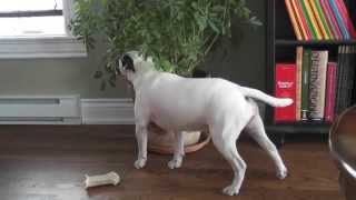 Mini Bull Terrier Trancing [upl. by Aynwat]