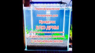 Аквариум кубик 35 литров с креветками Блю Дрим  Почвопокровными растениями и Деревом со Мхом [upl. by Scherman132]