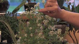 Flower Gardens  How to Grow Sweet Alyssum Lobularia Maritima [upl. by Eicats]