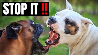 How To Stop A Staffy Attacking Other Dogs [upl. by Assirhc]