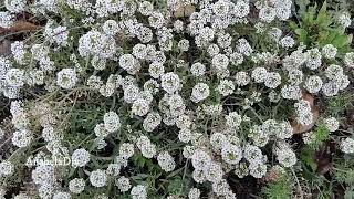 LA DULCE ALYSS 🌺🌸LOBULARIA MARITIMA Alyssum maritimum [upl. by Yoc]