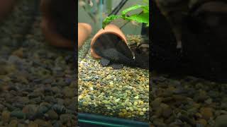 Breeding peppermint pleco pleco freshwaterfishtank fishtank [upl. by Analise]